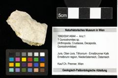 Foto (Objekt + Etiketten) von ? Goniodromites sp. 